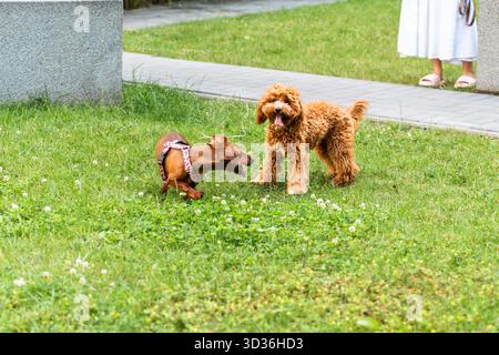 A fluffy dog and a dachshund play together in the grass, standing close and engaging in friendly interaction in a bright sunny park. Stock Photo