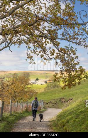 Lady walking her dog in autumn, Upper Swaledale, Yorkshire Dales, England, UK Stock Photo