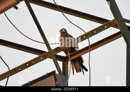 Egyptian yellow-billed Kite (Milvus aegyptius), a subspecies of the black (milvus migrans), perch on a metal structure in Egypt Stock Photo