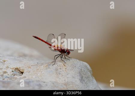 Close up of Red-veined dropwing dragonfly (Trithemis arteriosa) perched on a decorative rock in the garden, Cairo, Egypt Stock Photo