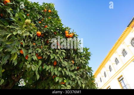 Vibrant Seville Oranges (Bitter Oranges) on a Tree, Hanging on a Sunny Day in the Andalusian City of Seville, Spain Stock Photo