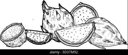 Composition of Dragon fruit with pieces. Vector illustration isolated. Pitaya sketch in linear style. Stock Vector