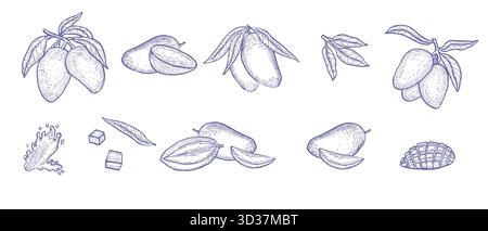Mango blue outline sketch collection. Vintage set of tropical fruits. Whole mango, halves, slices. Exotic fruits in linear style for food background. Stock Vector