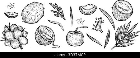 Hand drawn coconut sketch set. Outline vector illustrations of tropical nuts with leaves and flowers. Line art vintage coconuts whole, halves with pal Stock Vector
