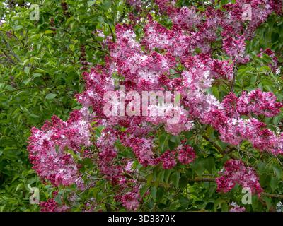 Lush bush of Syringa vulgaris with vivid purplish-pink simple flowers and bright raspberry buds, creating a vibrant spring garden display Stock Photo