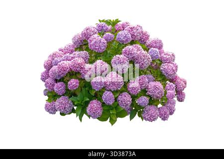 Lush pink hydrangea bush with large round blooms and green leaves, isolated on a white background. Botanical image perfect for garden design, floral c Stock Photo