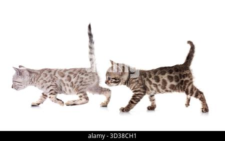 bengal cat in front of white background Stock Photo