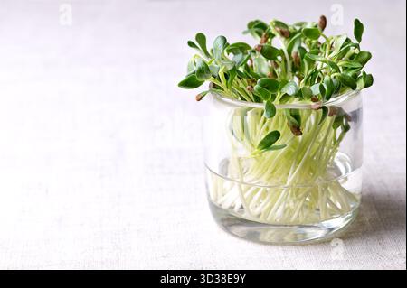 Fenugreek, fresh sprouts in a small glass vase, on linen, close-up front view. Seedlings and shoots of Trigonella foenum-graecum. Stock Photo