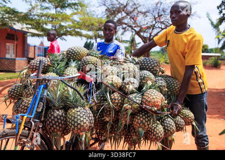 Fruits farming in Rwanda. Growing apples and pineapples in Rwanda has ...