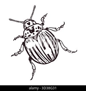 Colorado potato beetle hand-drawn in ink and translated into vector. Leptinotarsa decemlineata for printing on paper, agricultural product labels Stock Vector