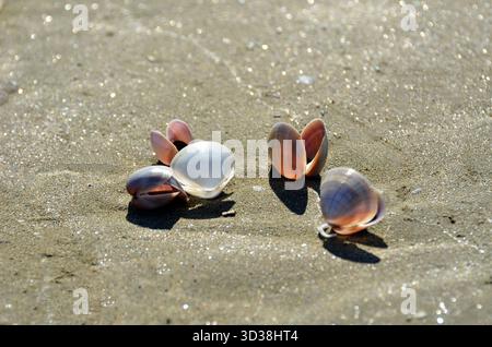 Seashells and clam shells scattered on a sparkling, wet sandy beach under bright sunlight, creating long shadows and a serene coastal scene. Stock Photo