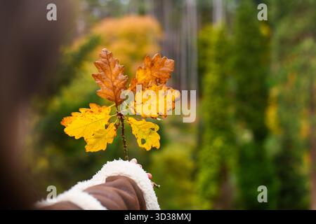 Yellow oak leaves held up by a woman in a park. Relaxing autumnal walk with beautiful warm colours. Hand holding a fallen oak branch in an Autumn wood Stock Photo