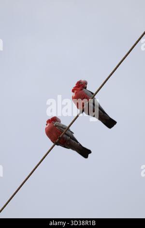 Two pink and grey galahs (rose-breasted cockatoos) perched side by side on a power line against a pale sky. Stock Photo