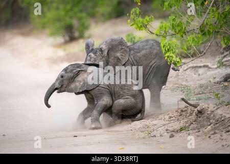 African elephant babies (Loxodonta africana) calves are playing in the dirt. Chobe National Park, Botswana, Africa Stock Photo