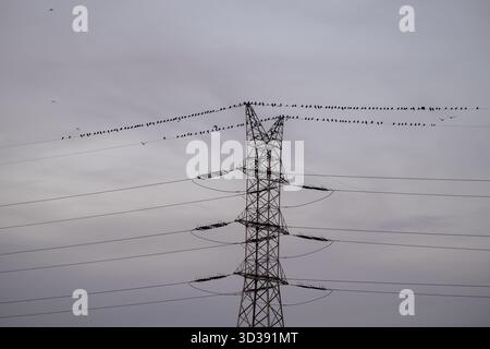 A group of birds sitting on power lines above a high voltage transmission tower. Energy infrastructure and wildlife interaction concept. Suitable for Stock Photo