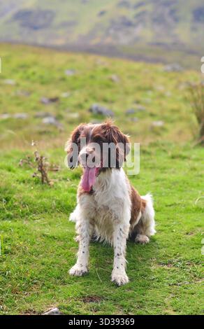 White and brown English Springer Spaniel panting during a countryside walk in Wales, surrounded by lush green grass and rolling hills. Stock Photo