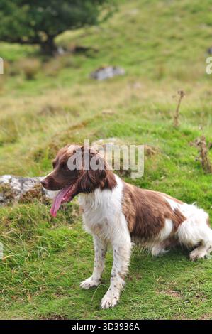 White and brown English Springer Spaniel panting during a countryside walk in Wales, surrounded by lush green grass and rolling hills. Stock Photo