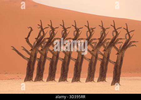 Multiple exposure of Dead Camel Trees at Deadvlei Namibia Stock Photo