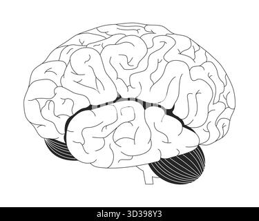 Human brain lateral view 2D vector illustration Stock Vector Image ...