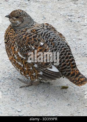 a-spruce-grouse-also-known-as-