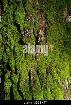 Green moss on a tree trunk, organic natural texture Stock Photo