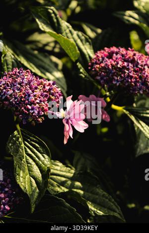 Beautiful hydrangea flowers that bloom during the rainy season Hydrangea macrophylla Shamrock Stock Photo