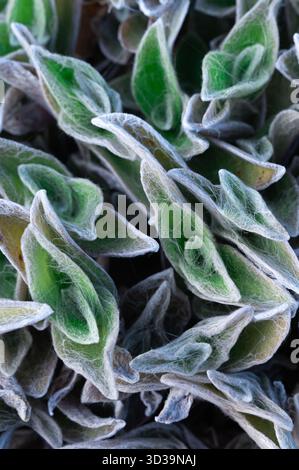 Layered cold botanical pattern featuring muted tones and repetition, Detailed vertical image showcasing frosted leaves arranged with geometric Stock Photo
