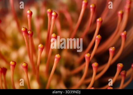 Macro of red Leucospermum flower with soft focus. Elegant abstract composition perfect for modern wall art and aesthetic prints. Stock Photo