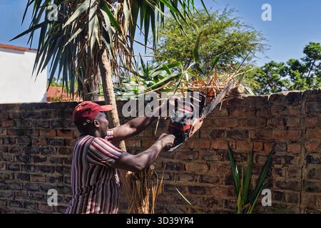 African men with a chainsaw cutting a tree, clearing branches for firewood in the yard by the house Stock Photo