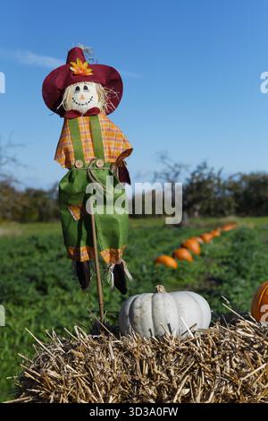 Pumpkin farm Stock Photo