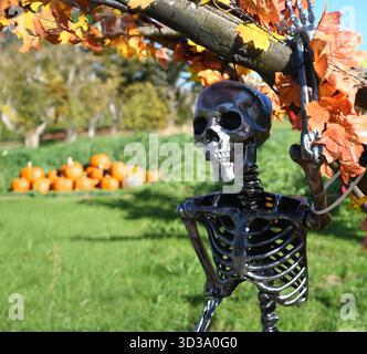 Pumpkin farm Stock Photo