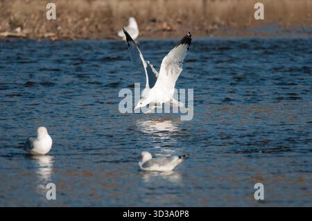 Ring-Billed Gull flying low over the Chemung River in New York Stock Photo
