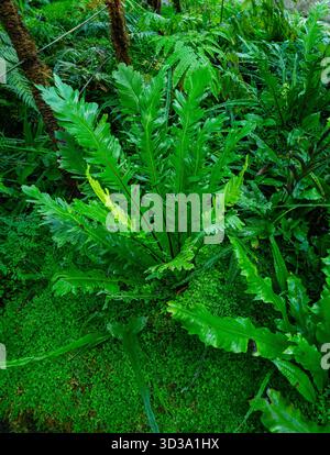 Asplenium nidus, Bird‘s nest fern center with wet leaves Stock Photo