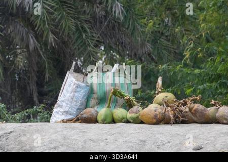 Coconuts piles on the banks of the mangroves in the Sundarbans near Kolkata, India Stock Photo