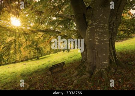 Sunset behind a tree with a bench in a meadow, Beech, Swabian Alb Biosphere Reserve, Baden-Wuerttemberg, Germany Stock Photo