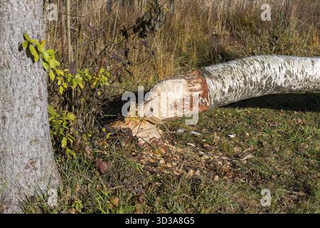 A birch tree felled by a beaver lies in an autumn forest, near Buching, Ostallgaeu, Allgaeu, Bavaria, Germany Stock Photo