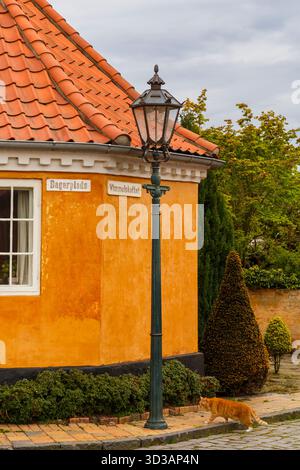 Ginger cat ginger tabby cat crossing road walking towards house on corner of Bagerplads and Vimmelskaftet at Ronne, Bornholm Island, Denmark, Europe Stock Photo