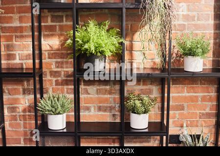 Indoor plants in pots on a shelf against the background of a red brick wall. Loft interior design. Stock Photo