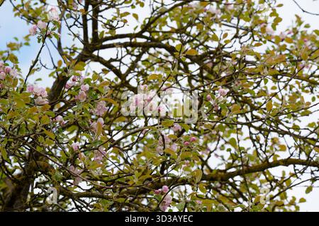 close-up of soft pink and white apple blossoms against a light sky. a vibrant springtime scene symbolizing renewal, fertility, and the fragrant beauty Stock Photo