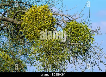 Mistletoe (Viscum album) growing on apple tree in orchard, Luxembourg, September Stock Photo