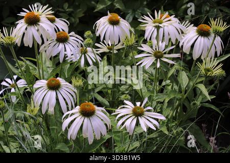 Coneflower (Echinacea purpurea 'White Swan') Stock Photo