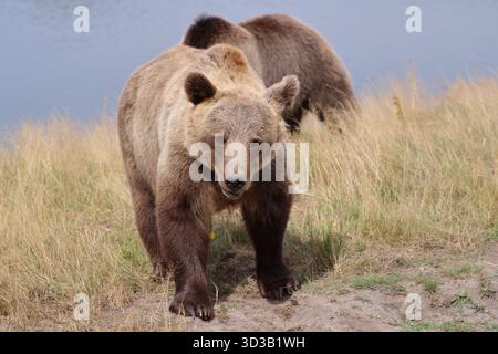 Brown Bear (Ursus arctos) walking downhill. Stock Photo