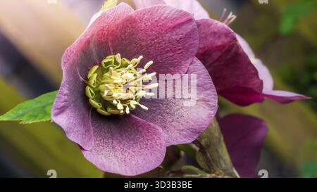 Macro photograph of a burgundy hellebore flower in bloom, showing delicate textures and details of its petals and stamen Stock Photo