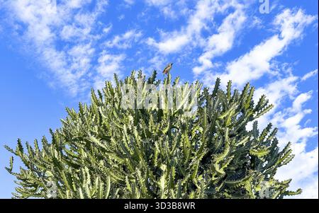A small bird perches atop of a Euphorbia ingens plant, vibrant green succulent against a backdrop of a bright blue sky with fluffy white clouds Stock Photo