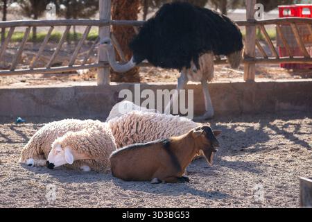 Goat and sheep with an ostrich in the background, Morocco. A goat and two woolly sheep resting on sandy ground while an ostrich walks behind them. Stock Photo