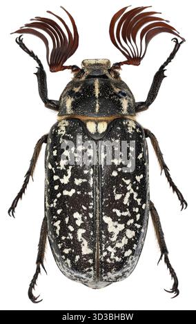 Pine chafer, Polyphylla fullo. Is one of the largest European beetle of Scarabaeidae family. A detailed macro photo of this beautiful insect on white Stock Photo