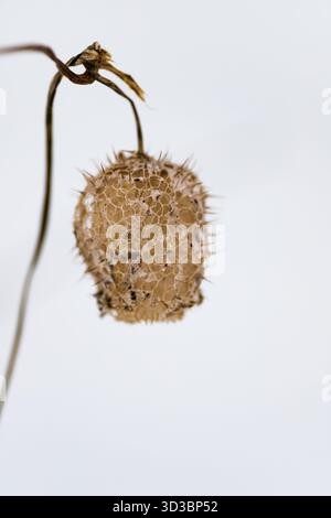 Wild cucumber seed pod in snow. Minimalist winter botany. Stock Photo