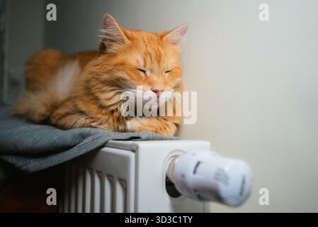 Ginger longhair cat dozing contentedly on a warm radiator, enjoying cozy winter heat and home comfort while curling up in a peaceful, relaxed domestic scene Stock Photo