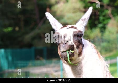 Close-up of a funny Llama Enjoying chewing a Mouthful of Fresh Grass Stock Photo