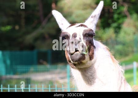 Close-up of a funny Llama Enjoying chewing a Mouthful of Fresh Grass Stock Photo